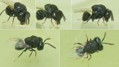 Réf. 265 663 : Perilampus minutalis